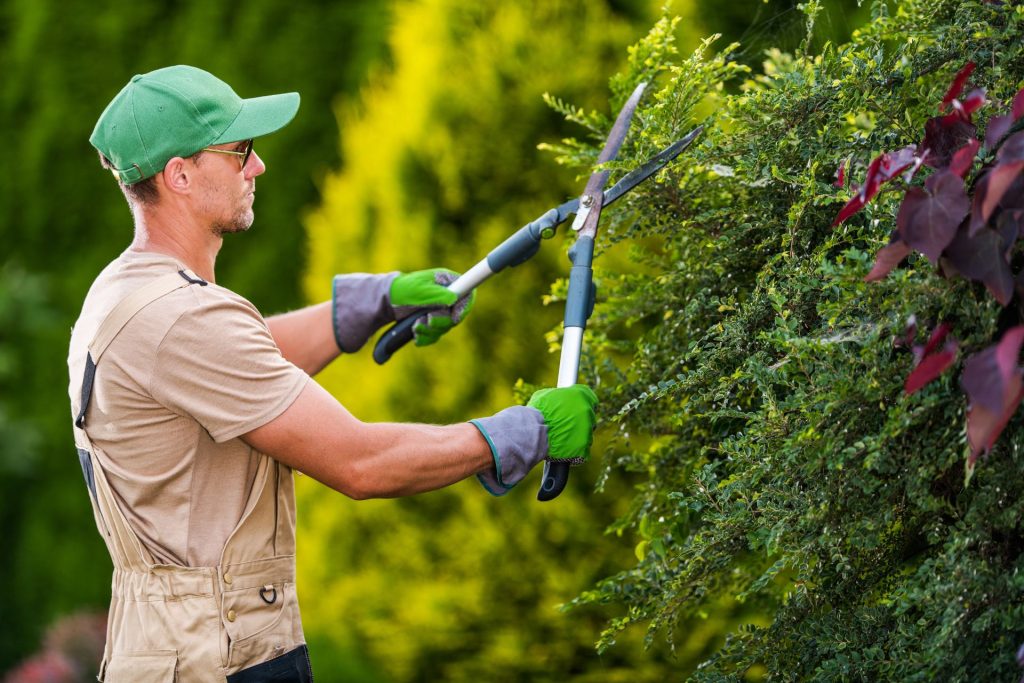 Art Schwaben Service - Gärtner mit Heckenschere stutzt Äste einer Hecke